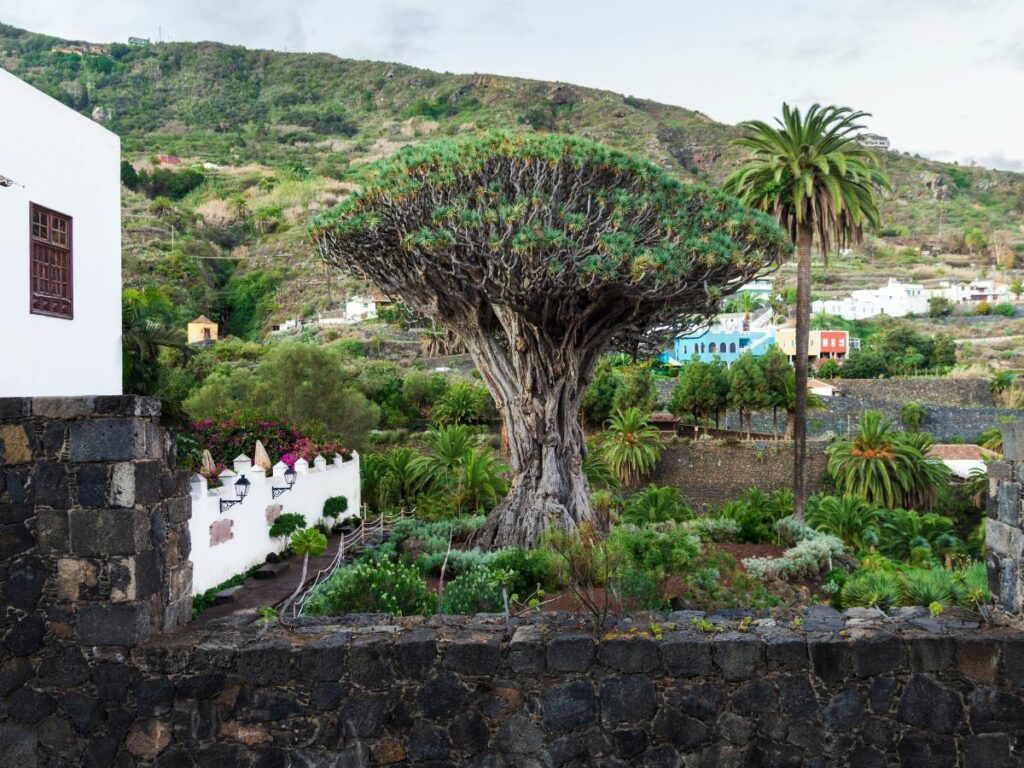 image of dragon tree near Hotel Rural Casablanca