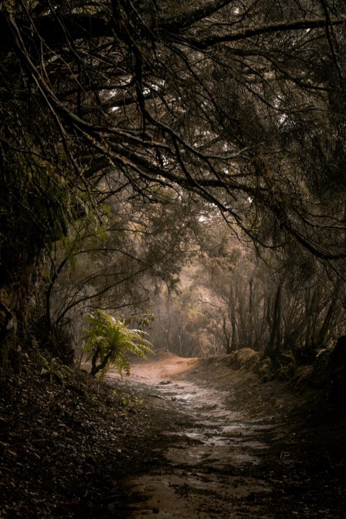 imagen de senderos tenerife norte