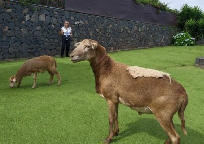Galería fotos 23 cabras en el jardín del Hotel Rural Casablanca, Tenerife.