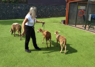 Galería fotos 22 Mujer cuidando ovejas en el jardín del Hotel Rural Casablanca, Tenerife.